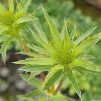 Eryngium amethystinum